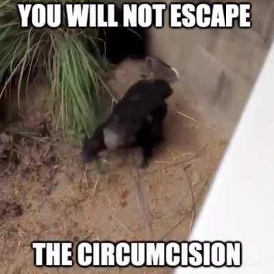 Monke give circumcision ooh 🐵