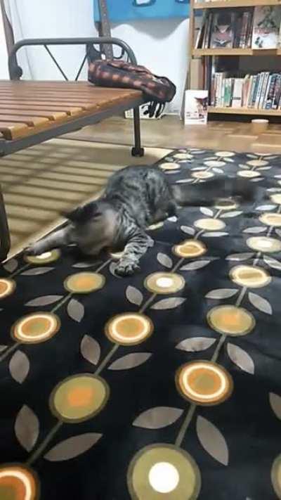 Cat on a carpet for the first time.