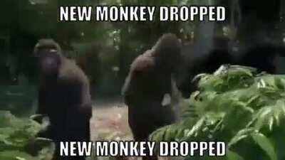 NEW MONKE DROPPED FELLAS