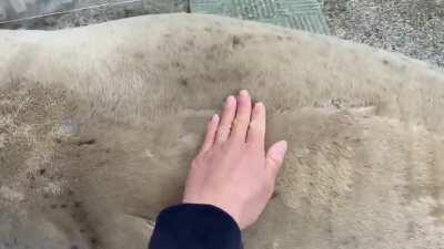 Petting a fluffy chonk