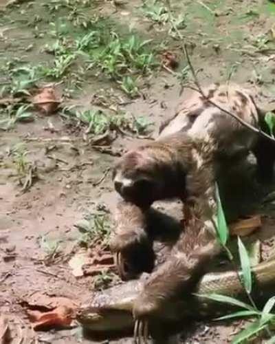 🔥 Sloth fearlessly crawls past an anaconda