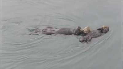 Very timid sea otter male begging for the attention of a female with polite touches and cooing. (Sound on)