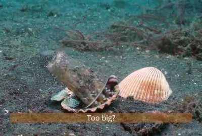 A diver helps an octopus trade his plastic cup for a seashell