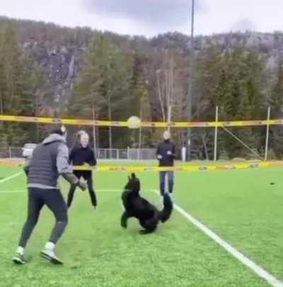 This dog is better at volleyball than me smh