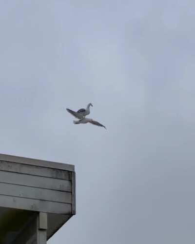 Seagull takes a free ride