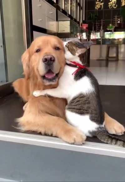 A Golden retriever and cat hugging to hopefully make your day