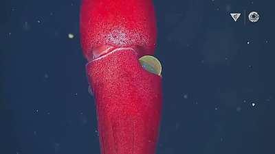 Strawberry Squid (Histioteuthis heteropsis)