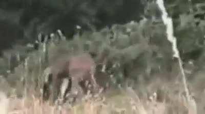 Deer beat the hunter with the wing chun style