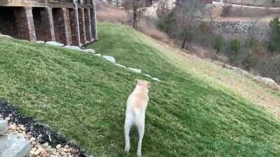 Got a tennis ball launcher, only to find out dog doesn’t care to chase tennis balls. But he will chase sausages!