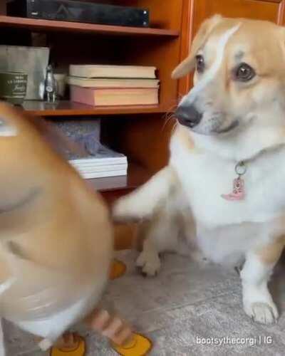 Doggo ain't having it.