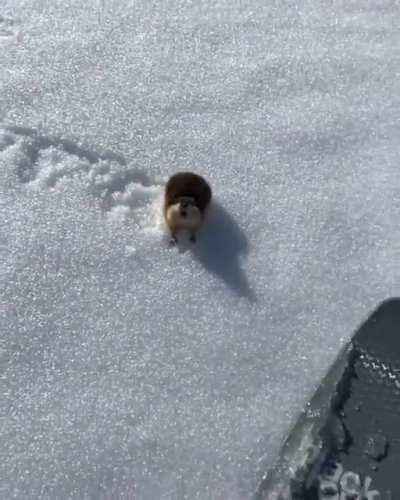 A skier encountering a very territorial Lemming on the slopes