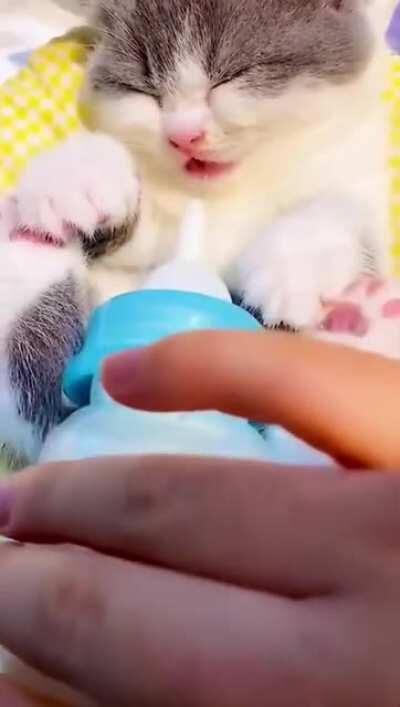 Sleepy kitten..cuteness overload