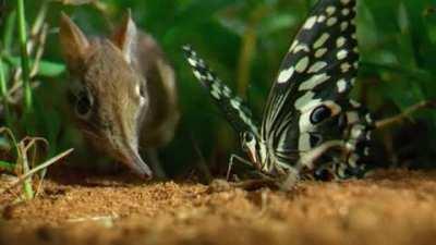 Elephant Shrews make a network of cleared pathways through the undergrowth which they patrol for food. The pathways also make for a quick escape route should danger threaten.