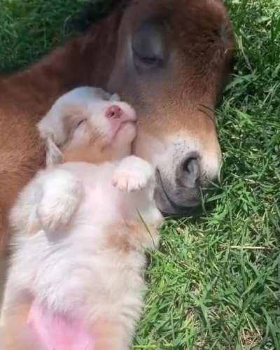 Foal and aussie pup cuddle up