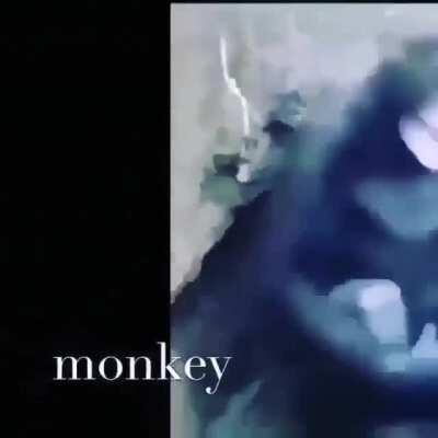 monkey 😱😱😱😱