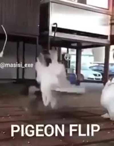 Pigeon Flip