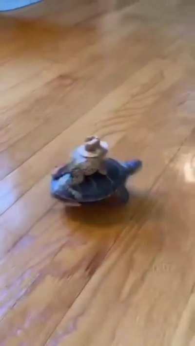 What in turtle acceleration