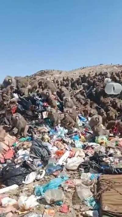 Baboons searching for food in a garbage dump; this is an extreme example of how two species coexist and influence each other's habits.