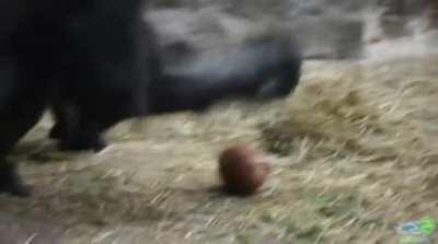 A Gorilla cracking a coconut open