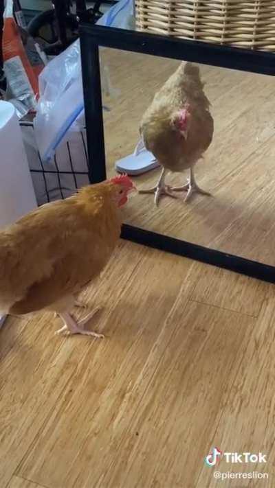 Chicken vs mirror