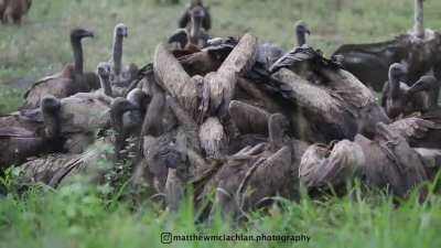 The most amazing event I've seen as a wildlife photographer