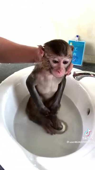 Bathing a cute monkey