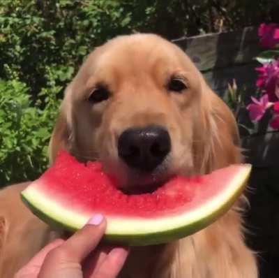 Turns out I can't eat a whole slice of watermelon in one bite🐶