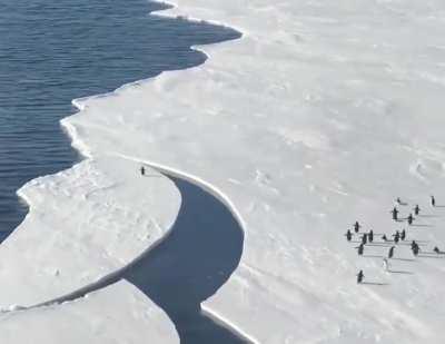 Penguin leaps to safety as ice breaks