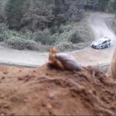 Tadeu, o caracol fanático por velocidade