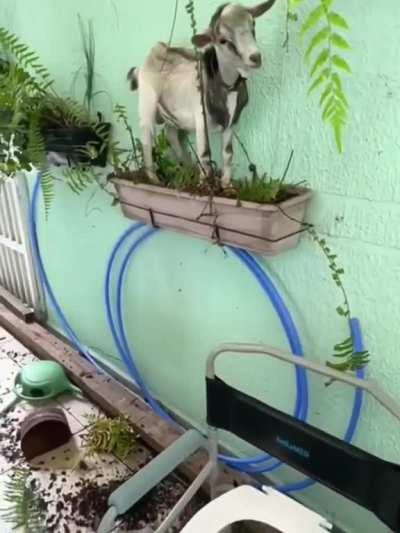 Goat scales the plants