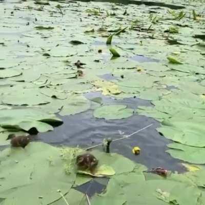 Baby ducklings on lily pads.