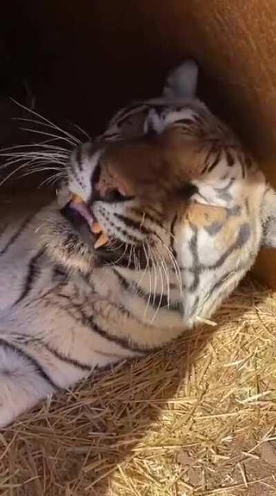 Even tigers are grumpy in the morning. [sound]