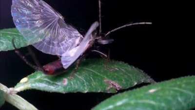 Earwigs unfolding their wings