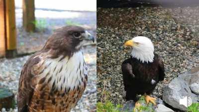 For years in American film and media, a bald eagle was depicted with a loud screech/call as it soared. In reality, this was actually the call of a red-tailed hawk