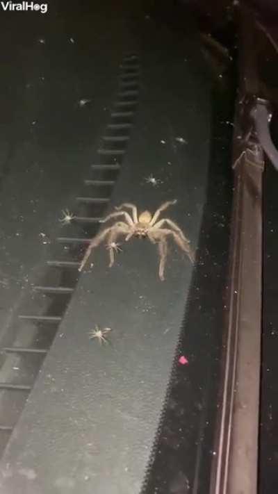 Huntsman Spider Fills Car With Babies. Australia.