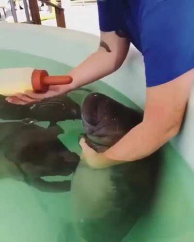 This is how you feed baby Manatees.