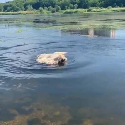 Swimming mop