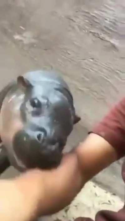 Hungry hungry baby hippo.