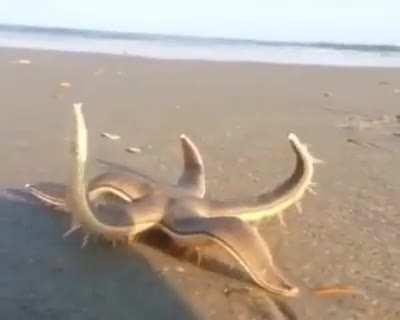 🔥 The starfish returns to the ocean after high tide.