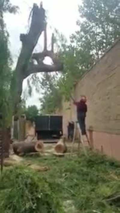 Just trimming a tree