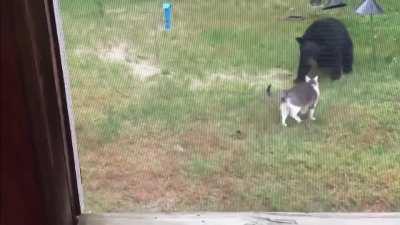 Fearless Housecat Scares Off a Black Bear!