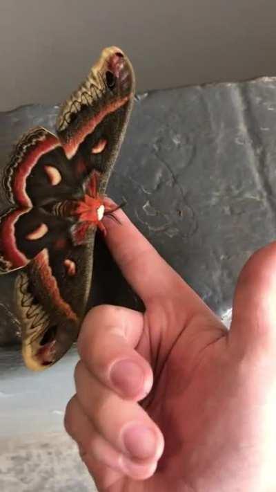 I saved this moth from the rain, any idea what it is?