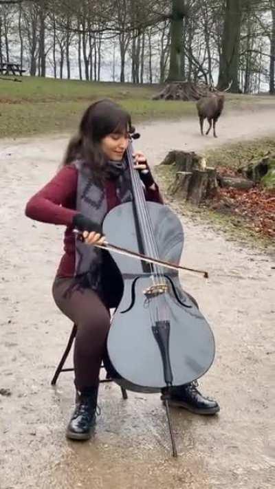 What can happen when you take your Cello into a forest and play Bach’s Suite No.1