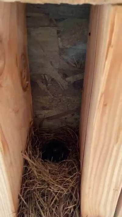 Saw this nest at work.