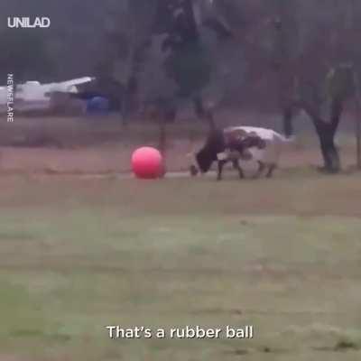 Tex pops his favourite ball