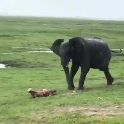 Elephant gives birth in the Masai Mara reserve in Kenya