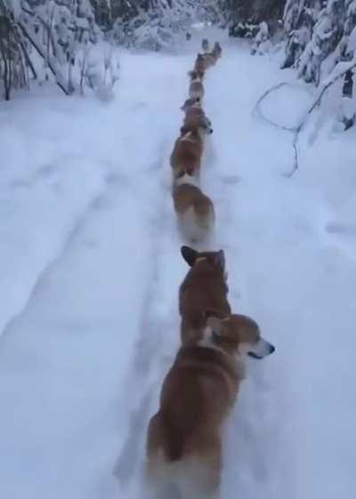 CorgiExpress