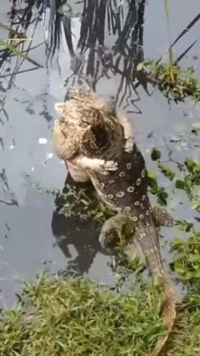 🔥 Two Monitor Lizards hugging each other.