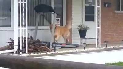 A good boy taking himself for a walk while it's raining