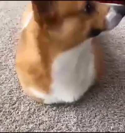 cRuEL oWnEr aMpuTatEs cOrGi's LeGs